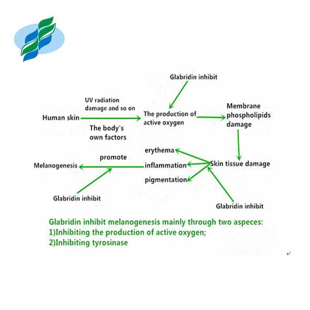 Glabridin 화장용 원료 감초 뿌리 추출물 분말 화장품 Addtitives