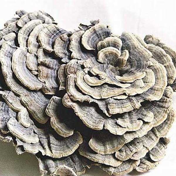 Coriolus Versicolor 추출물 10%~50% 폴리사크리드 PSK PSP 칠면조 꼬리 버섯 추출물