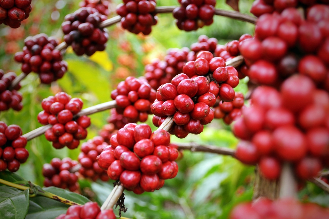 천연 허브 추출물 SA-Herbal Schisandra Berry Extract 10:1 로 건강 을 향상 시킬 수 있다