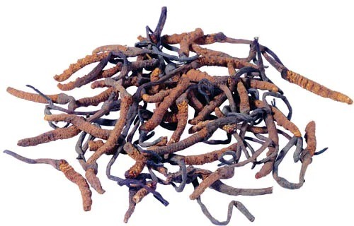 건강 관리 제품용 미세 갈색 황색 분말 식품 등급 동충하초 시넨시스 추출물