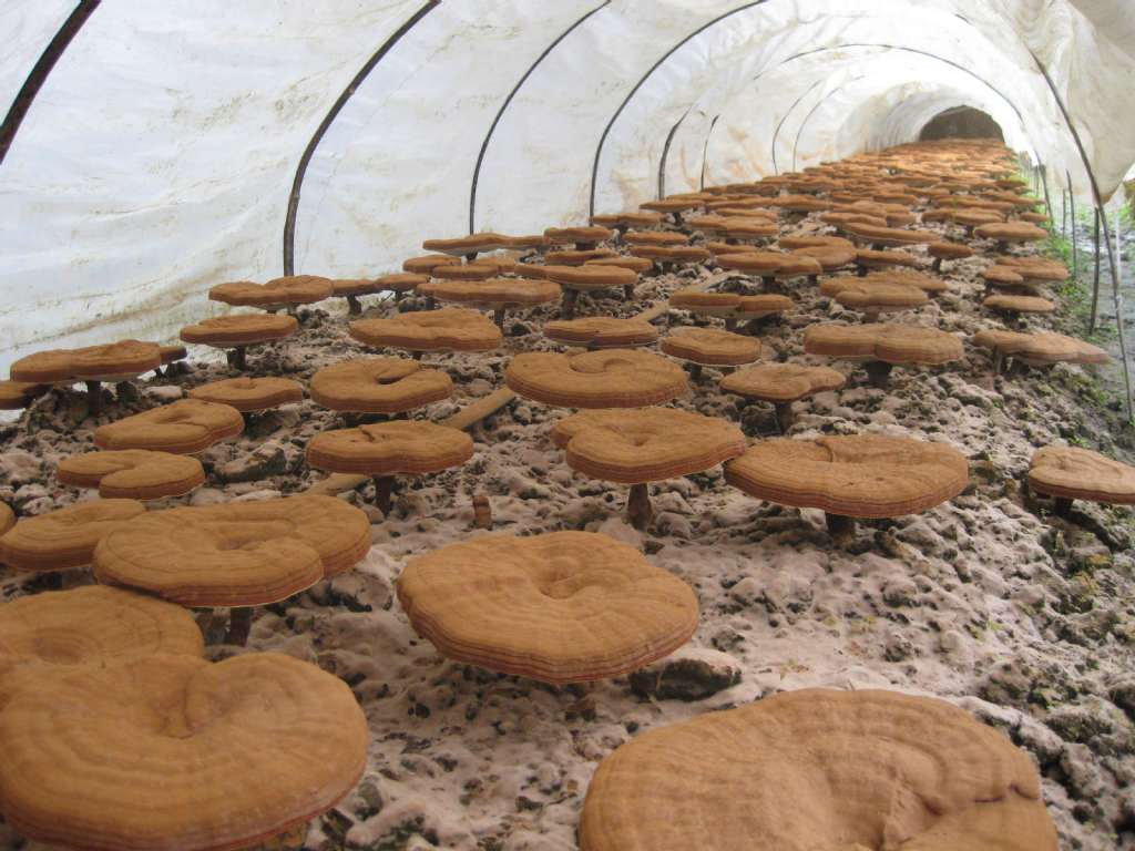 영지 버섯 추출물 50% 다당류 (자실체 유래) - 기능성 식품 및 건강 관리 제품용