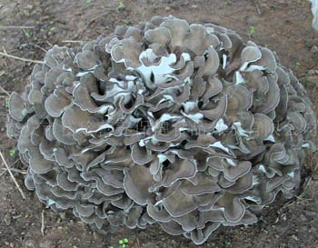 미세한 갈색 노란색 마이타케 버섯 추출물 분말 40% 폴리사카라이드 면역력 증진을 위한 태블릿과 캡슐 사용