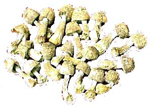 기능성 식품 및 건강 관리용 제품용으로 20% 폴리사카리드를 함유한 Agaricus Blazei 추출물 분말