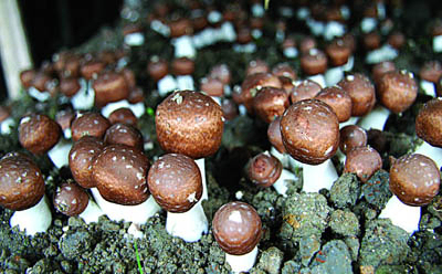 기능성 식품 및 건강 관리용 제품용으로 20% 폴리사카리드를 함유한 Agaricus Blazei 추출물 분말