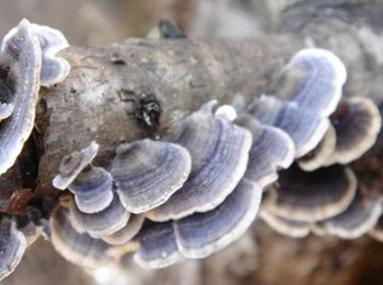 Coriolus Versicolor Extract 50% Polysaccharides for Functional Food to Regulate Blood Sugar Level and Reduce Phlegm (혈당 수치를 조절하고 점액을 줄이기 위해 기능성 식품용 폴리사카라이드 추출물)