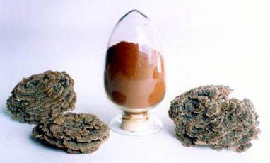 Coriolus Versicolor Extract 50% Polysaccharides for Functional Food to Regulate Blood Sugar Level and Reduce Phlegm (혈당 수치를 조절하고 점액을 줄이기 위해 기능성 식품용 폴리사카라이드 추출물)