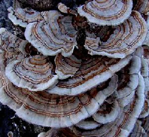 Coriolus Versicolor Extract 20% Polysaccharides for Functional Food with Blood Sugar Regulation and Phlegm Reduction [혈당 조절 및 침을 줄이는 기능성 식품용 폴리사카라이드 추출물]