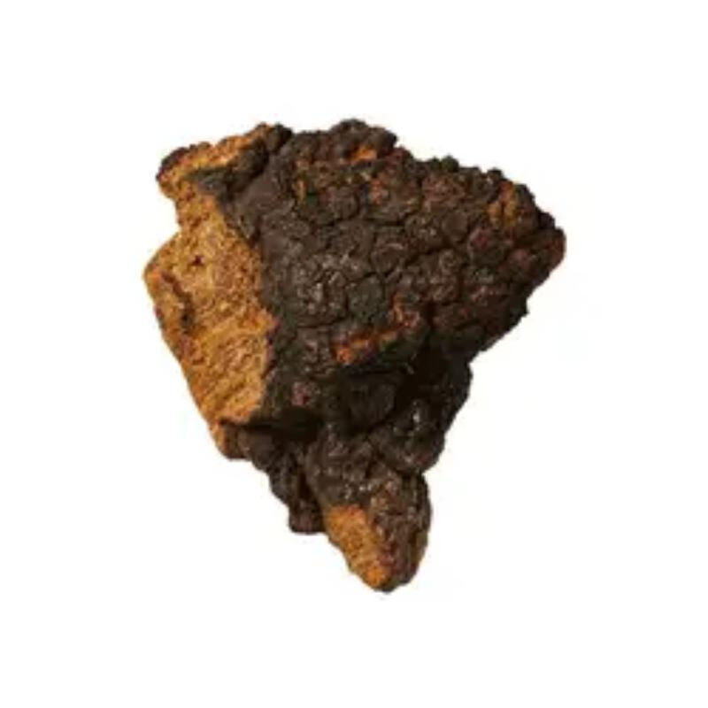 차가 추출물 20% 다당류, 기능성 식품용, 면역력 증진, 버섯 추출 분말