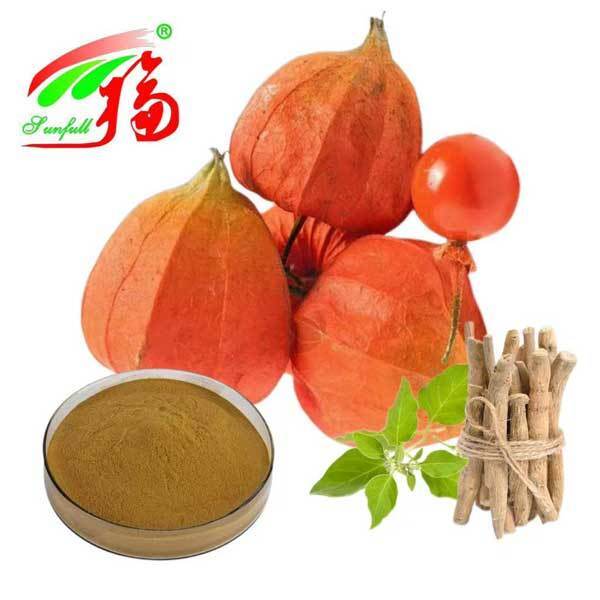 위타니아 소미니페라 남아프리카 공화국 위타놀리드 5% 아슈바한다 뿌리 추출물 식품 건강 관리 제품