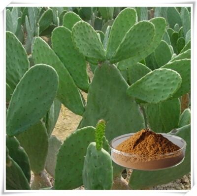 Cactus Extract (Stem, Fruit & Pad) - Natural Moisturizing & Antioxidant Plant Extract for Skincare, Cosmetics and Functional Products 