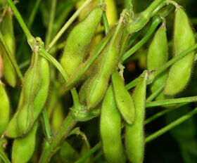 대두 이소플라본 추출물 분말 – 기능식품 및 기능성 식품 응용 분야를 위한 대두의 천연 식물성 에스트로겐