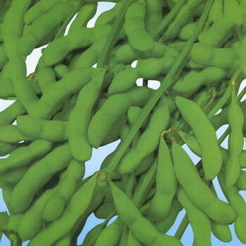 대두 이소플라본 추출물 분말 – 기능식품 및 기능성 식품 응용 분야를 위한 대두의 천연 식물성 에스트로겐