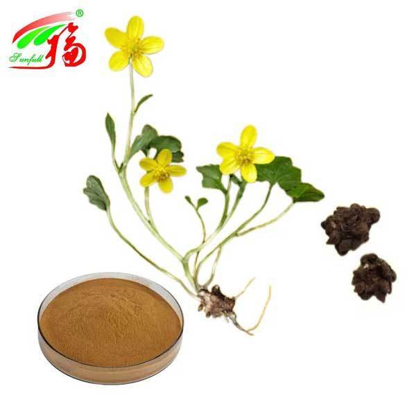 Cat's Claw Extract Enhancing Immunity Anti-Tumor 100% Natural Herb Plant Extract 3%-5% Alkaloids Pharmaceutical Food Grade Health Food Ranunculus Ternatus