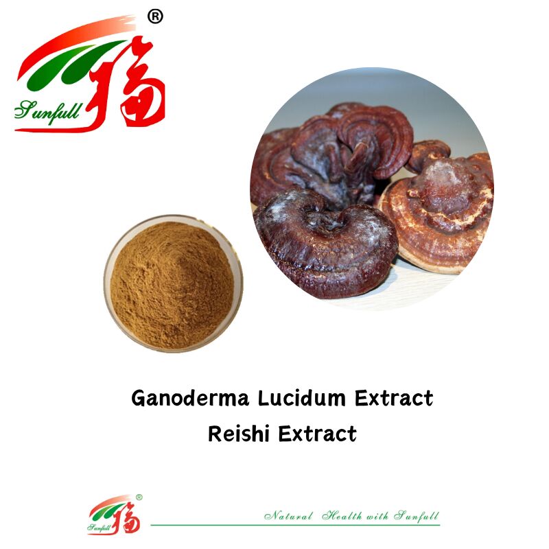 천연 유기농 성분 규정식 보충교재 다당류 10-30% Phellinus Igniarius /Ganoderma Lucidum/Chaga/Maitake/표고버섯 추출물 분말