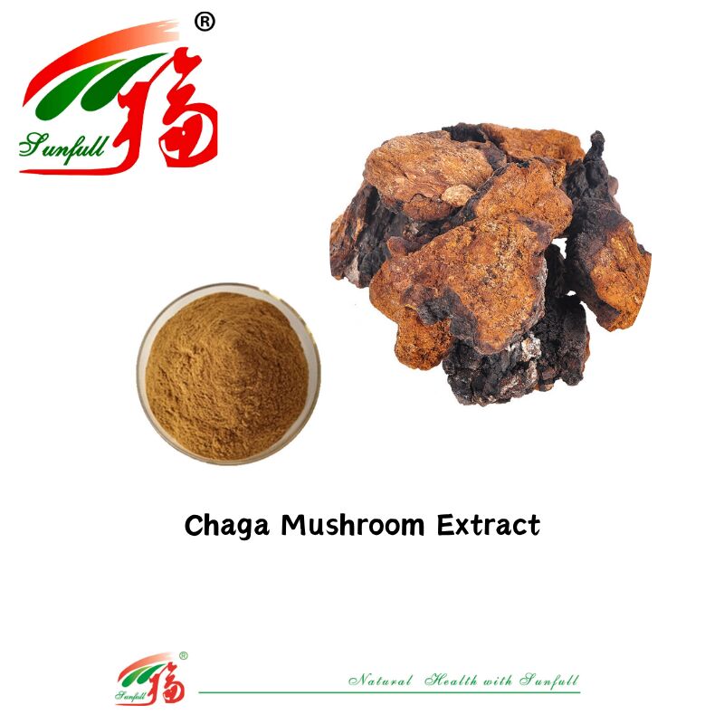 천연 유기농 성분 규정식 보충교재 다당류 10-30% Phellinus Igniarius /Ganoderma Lucidum/Chaga/Maitake/표고버섯 추출물 분말