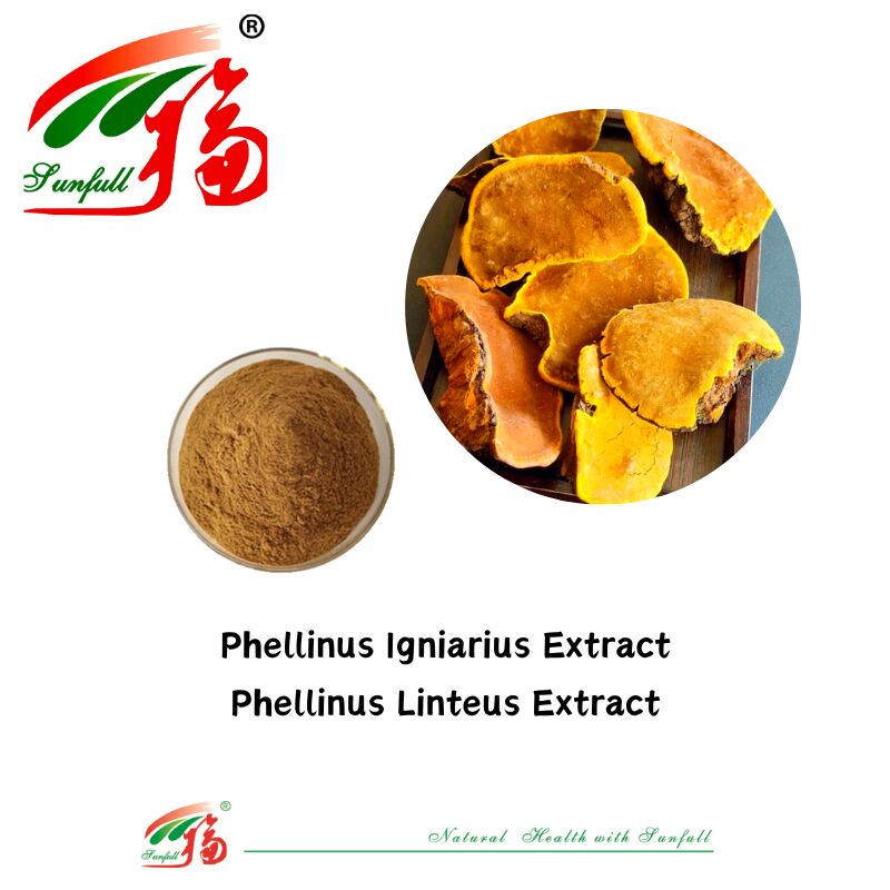 천연 유기농 성분 규정식 보충교재 다당류 10-30% Phellinus Igniarius /Ganoderma Lucidum/Chaga/Maitake/표고버섯 추출물 분말