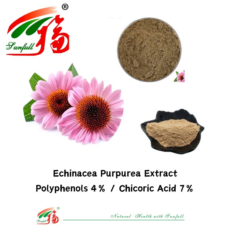 나물 유기 식물 규정식 보충교재 폴리페놀 7% Cichoric 산 4% 분말 Echinacea Purpurea 추출물